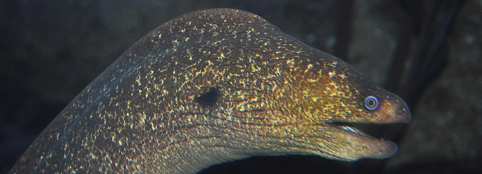 California Moray Eel