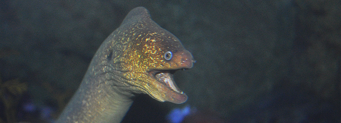 California Moray Eel