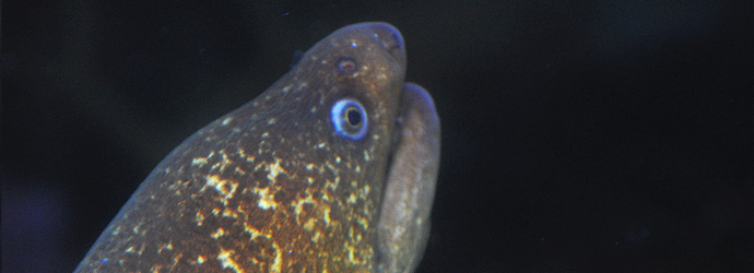 California Moray Eel
