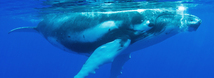 Humpback Whale