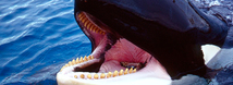 Orca