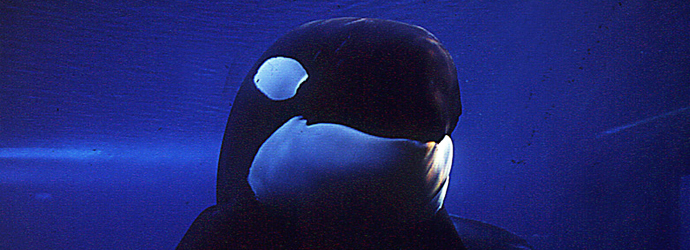 Orca