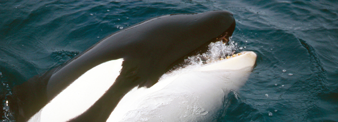 Orca
