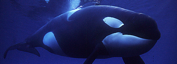 Orca