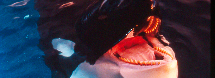 Orca