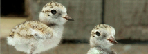 Western Snowy Plover