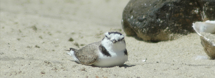 Western Snowy Plover