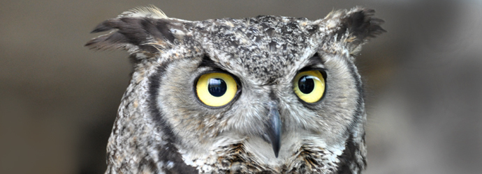 Great Horned Owl
