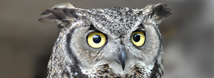 Great Horned Owl