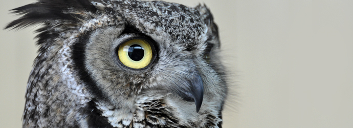 Great Horned Owl