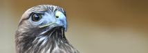 Red-Tailed Hawk