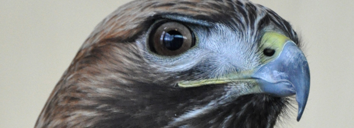 Red-Tailed Hawk