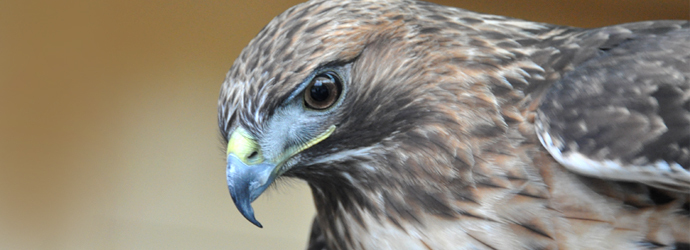 Red-Tailed Hawk