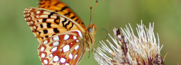 Silverspot Butterfly