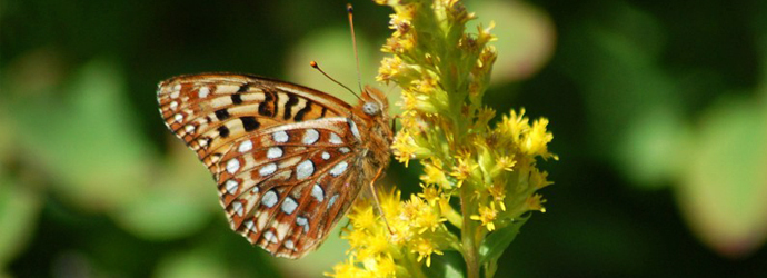 Silverspot Butterfly