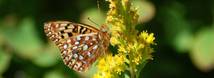 Silverspot Butterfly