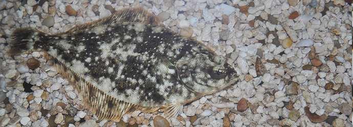 Speckled Sanddab