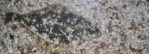 Speckled Sanddab