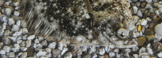 Speckled Sanddab
