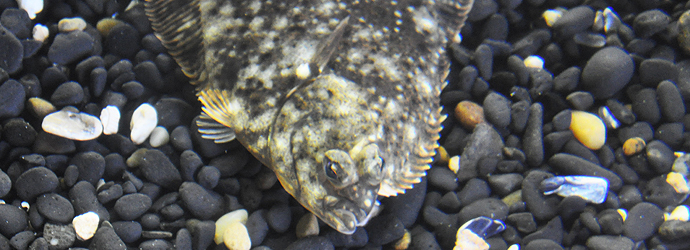 Speckled Sanddab