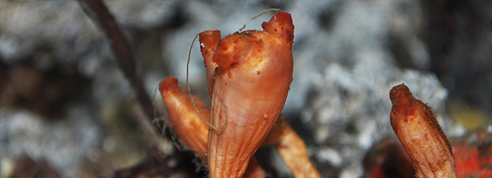 Stalked Tunicate