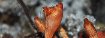Stalked Tunicate