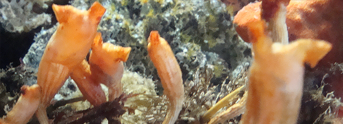 Stalked Tunicate