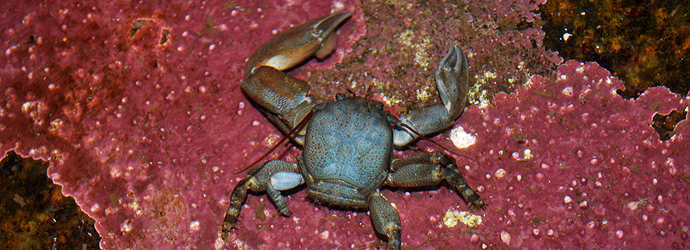 Flat Porcelain Crab