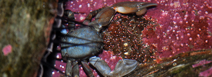 Flat Porcelain Crab