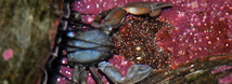 Flat Porcelain Crab