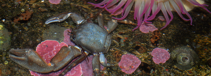 Flat Porcelain Crab