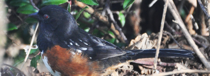 Rufous-Sided Towhee
