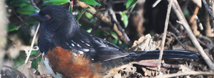 Rufous-Sided Towhee