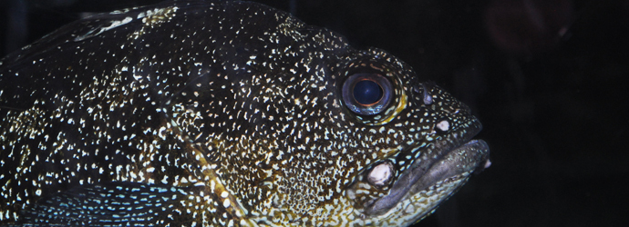 China Rockfish