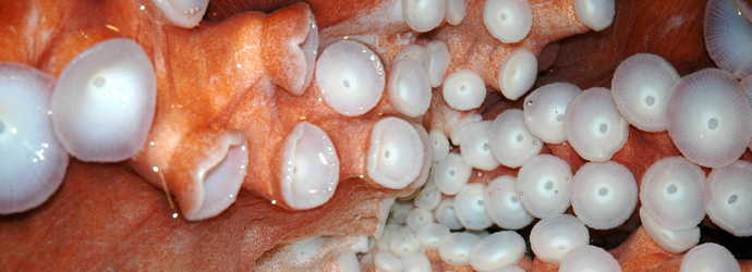 Giant Pacific Octopus