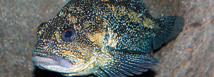 China Rockfish