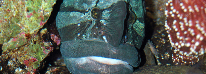 Monkeyface Prickleback