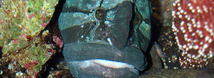 Monkeyface Prickleback