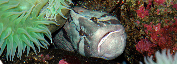 Monkeyface Prickleback