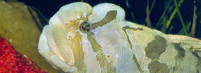 Monkeyface Prickleback