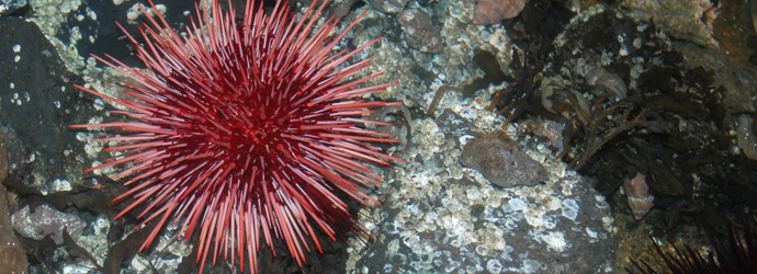 Red Sea Urchin