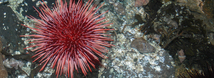 Red Sea Urchin