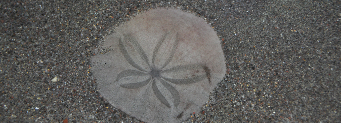Sand Dollars