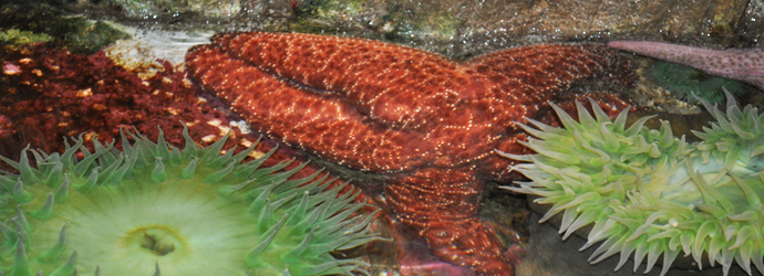 Ochre Star