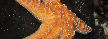 Ochre Star