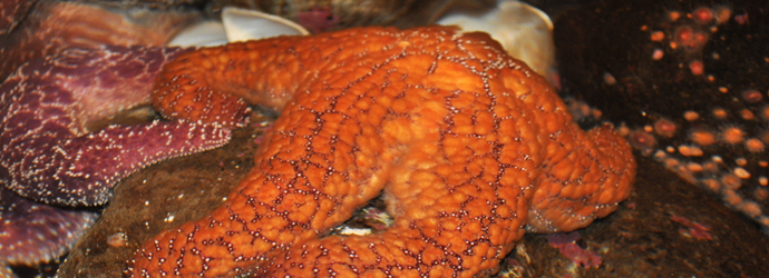 Ochre Star
