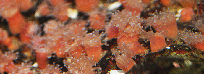 Proliferating Anemone