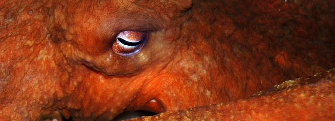Giant Pacific Octopus