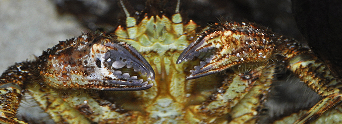 Helmet Crab