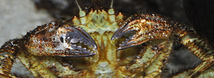 Helmet Crab
